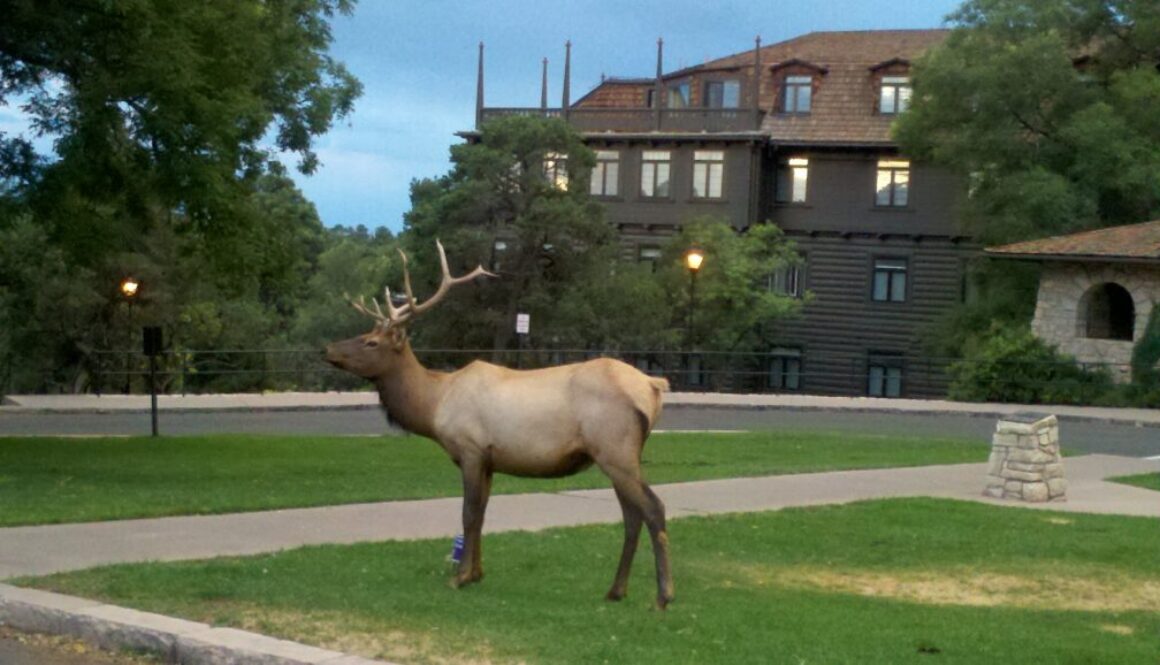 Grand Canyon South Elk