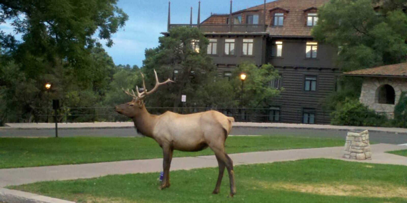 Grand Canyon South Elk