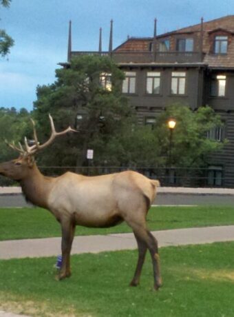 Grand Canyon South Elk