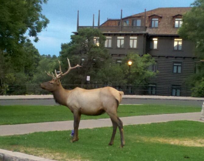 Grand-Canyon-AZ-South Grand Canyon South Elk