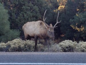 Grand Canyon South Elk