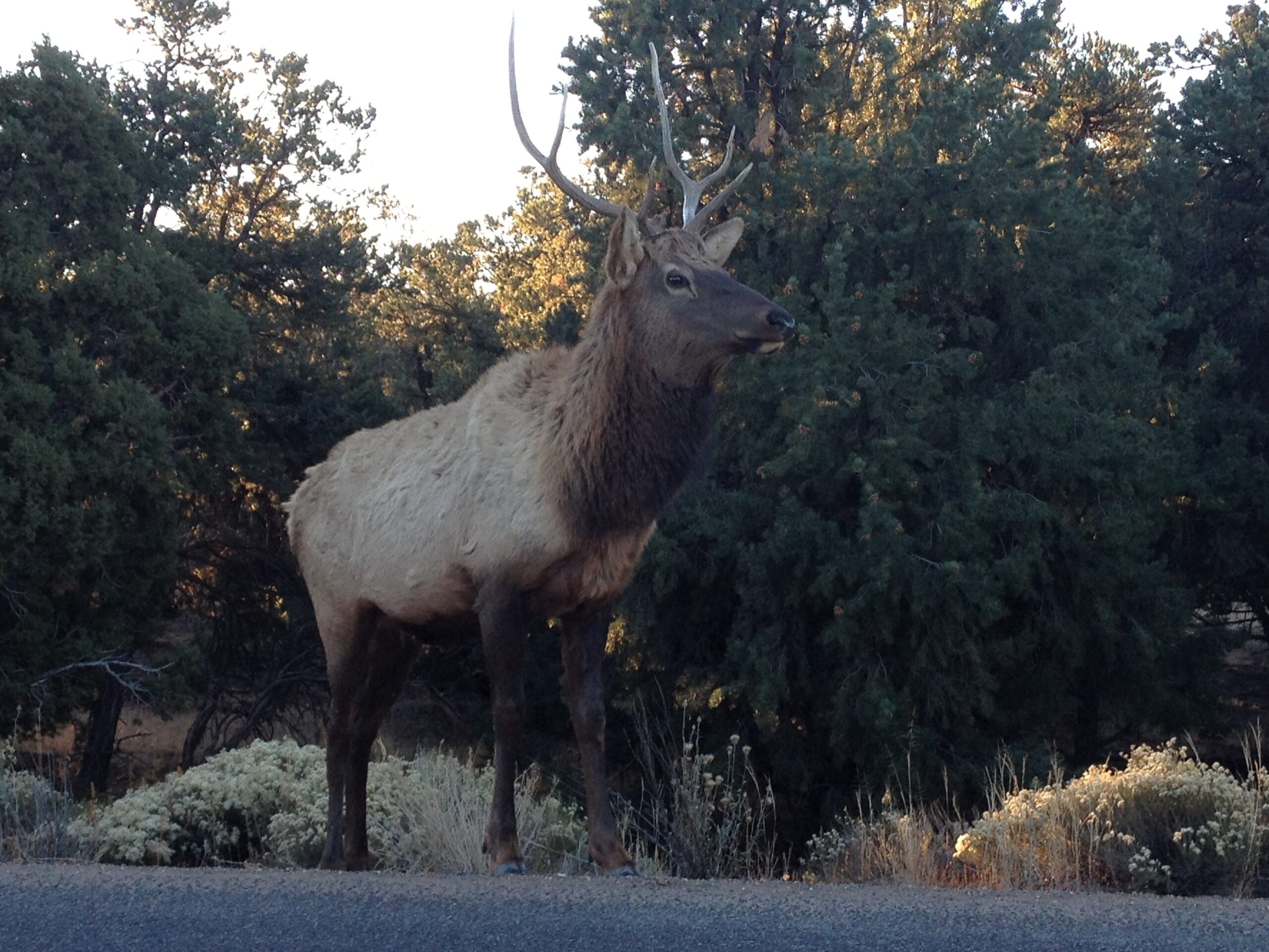 Grand Canyon South Elk
