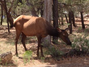 Grand Canyon South Elk
