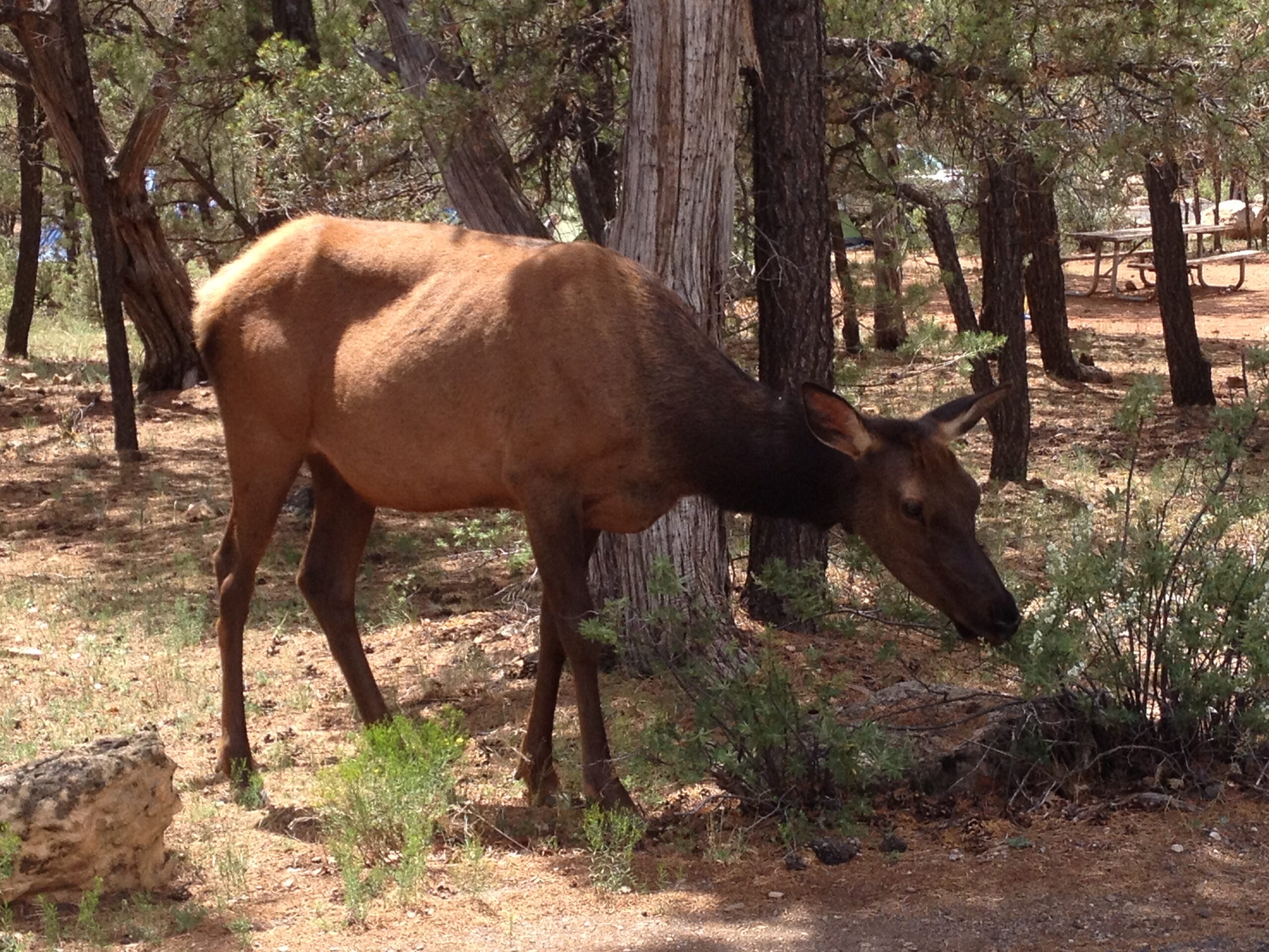 Grand Canyon South Elk
