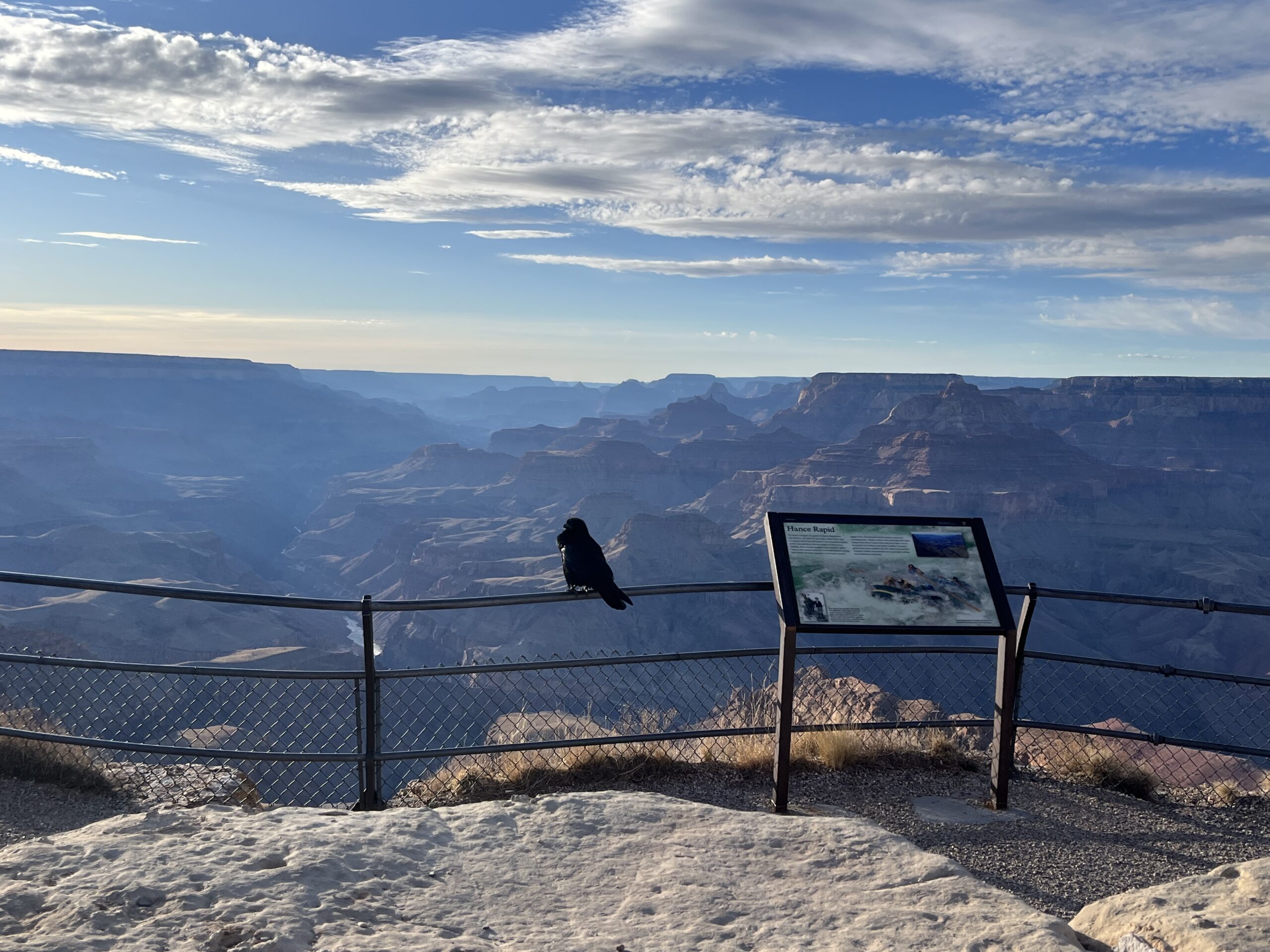 Grand Canyon South Raven