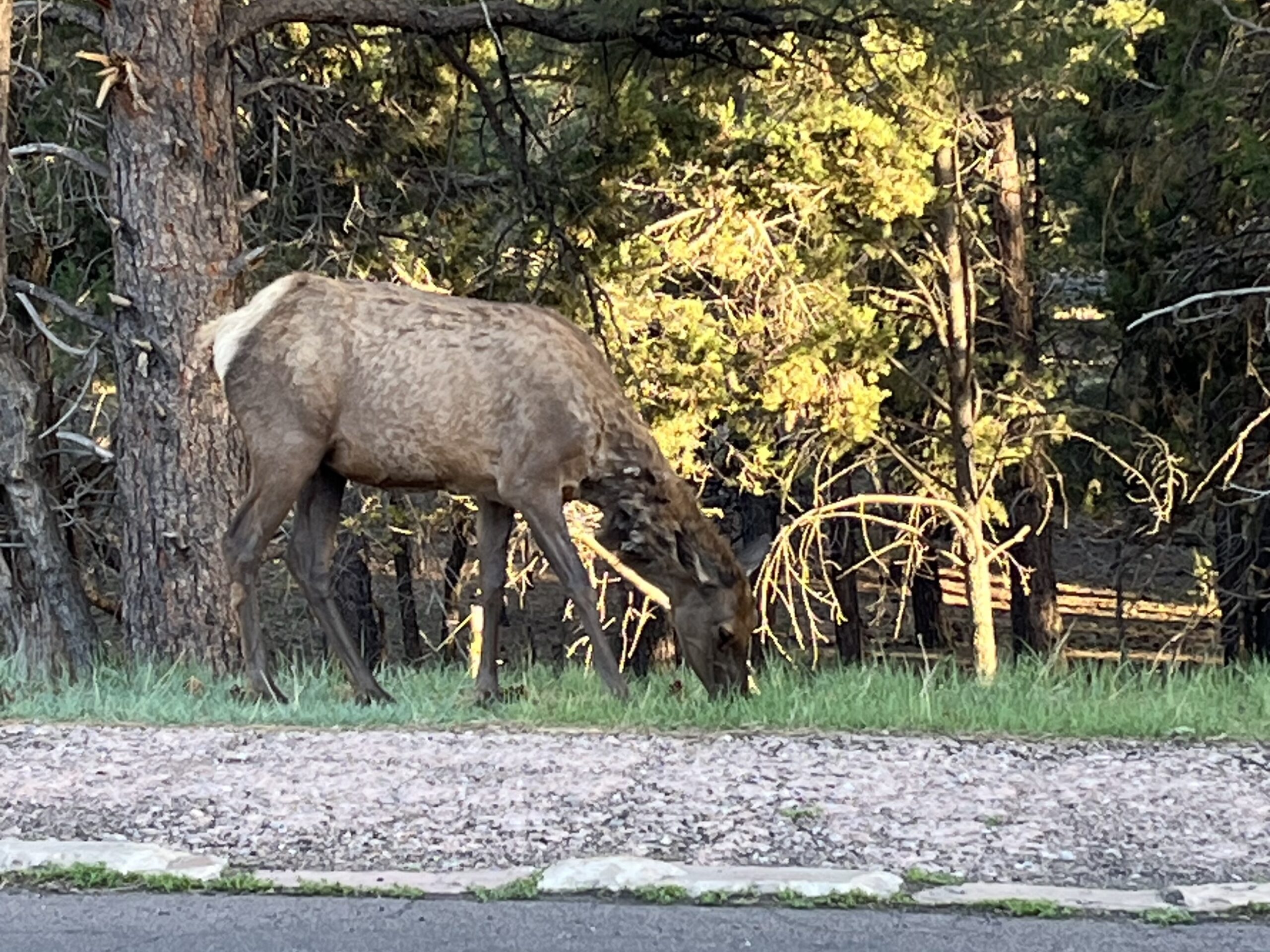 Grand Canyon South Elk